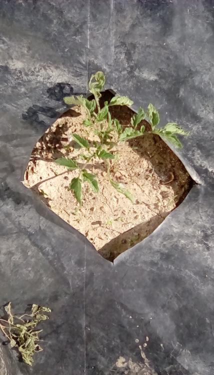 Bear Creek tomato plant.