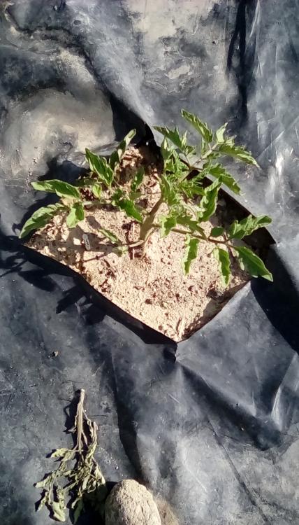 Carbon tomato plant from FarmerShawn's seeds.