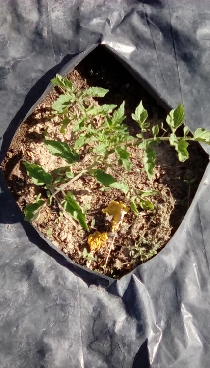 Esterina F1 tomato plant.