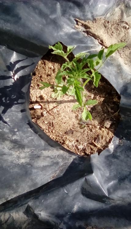 Homestead tomato plant.