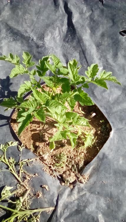 Isis Candy tomato plant.