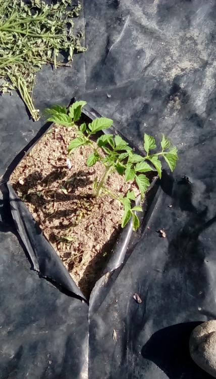 Jim Dandy offtype tomato plant. Code-named Butterscotch Bush.