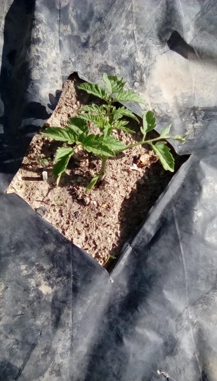 Kellogg's Beefsteak tomato plant.