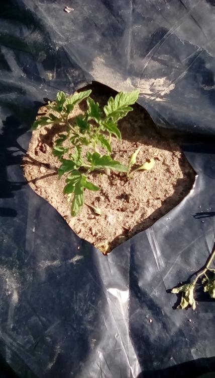 Kellogg's Breakfast tomato plant.