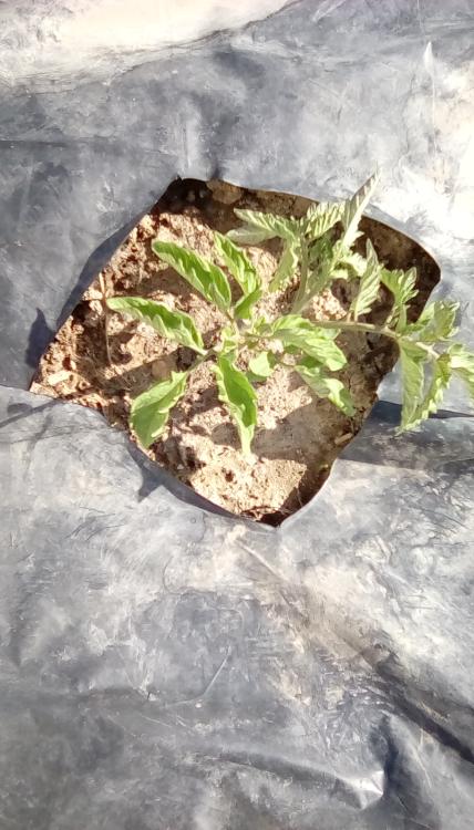 Marion tomato plant.