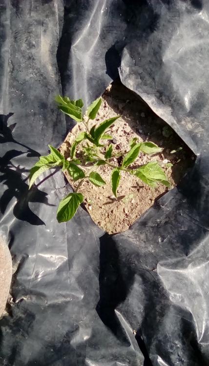 Medovaya Kaplya cross F2 tomato plant.