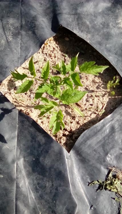 Ovita tomato plant from my seeds I saved in 2016.