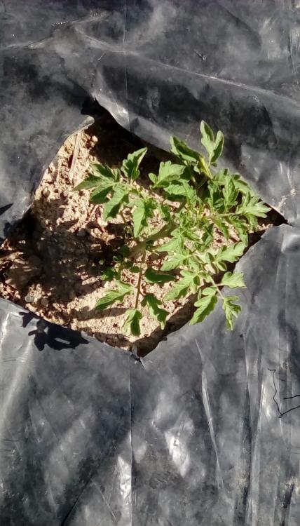 Purple Calabash tomato plant.