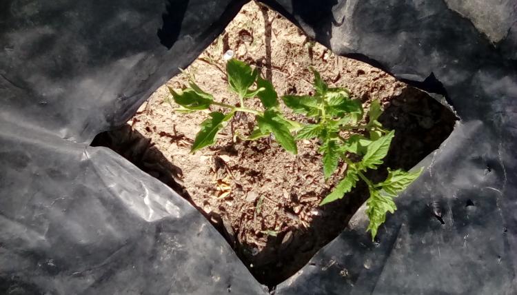 Rutgers tomato plant from seeds from American Seed.