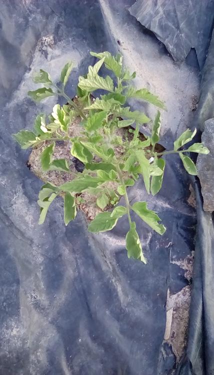 Summer of Love tomato plant.