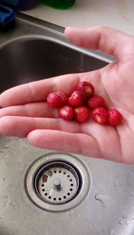 Whole ripe red Alexandria alpine strawberry fruits in a hand above a sink.