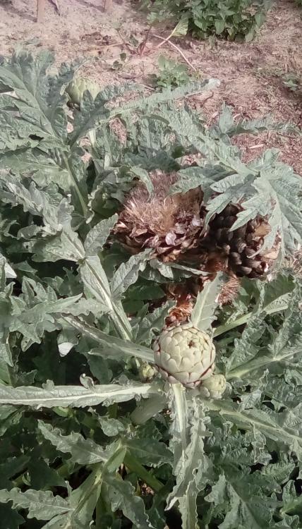 Green Globe artichokes in May in SW Idaho. 2nd-year plant. Dried artichoke flowers from the year before may be seen.