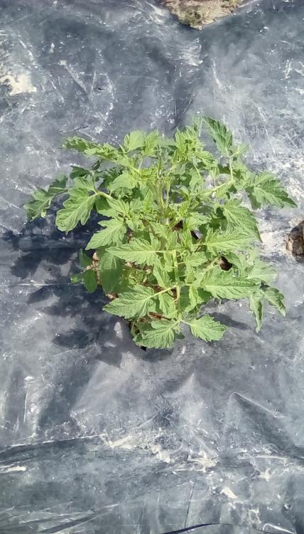 Marion tomato foliage. Regular leaf.