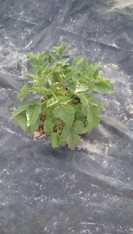 B.S.X. tomato foliage. Potato leaf.
