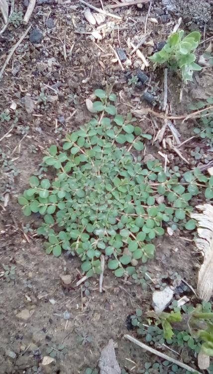 A matting weed; probably a Euphorbia.
