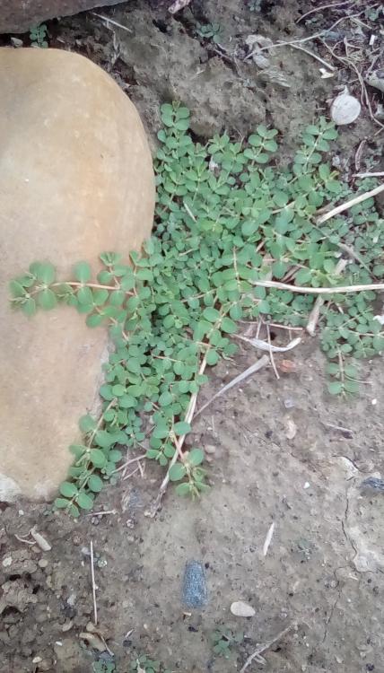 A matting weed; probably a Euphorbia.