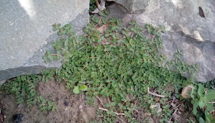 A matting weed with rocks; probably a Euphorbia.