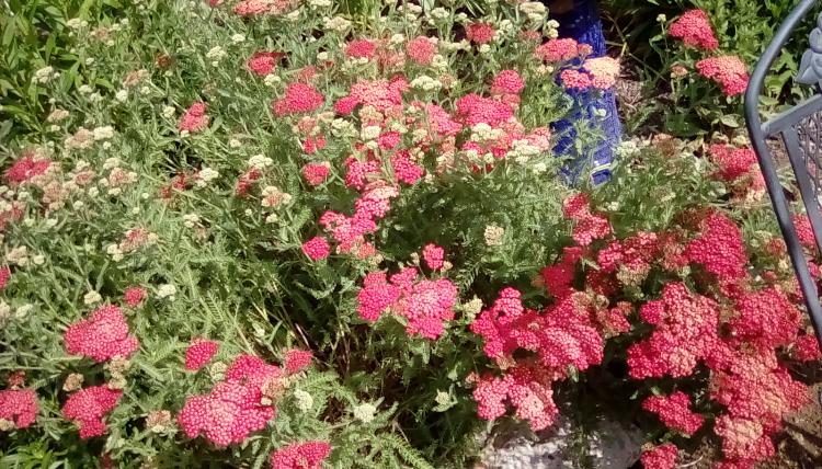Red or pink yarrow. Unknown species.