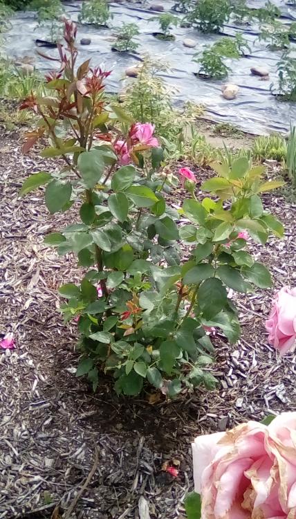 Rose bush.