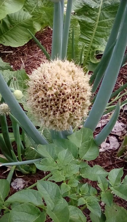 Bunching onion flower head with seeds.