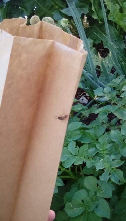 Brown paper bag with earwig.