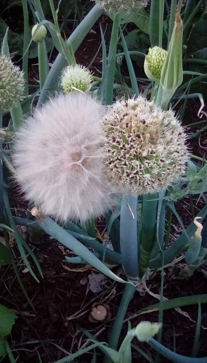 Bunching onion and western salsify heads. Taken 18 June 2020, in SW Idaho. Seeds.