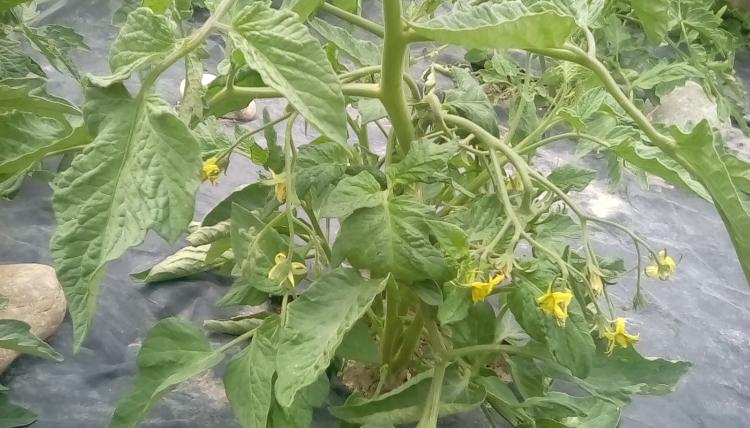 PL tomato plant.