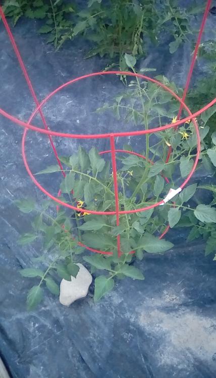 Sprite tomato plant, taken 23 June 2020.