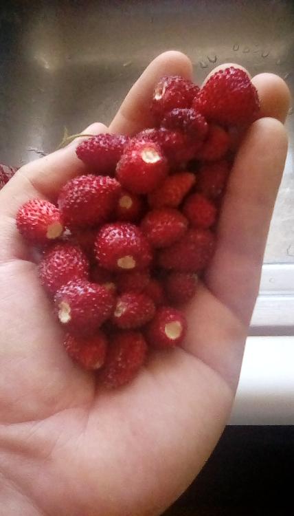 Alexandria alpine strawberry fruits in hand. 3 July 2020.