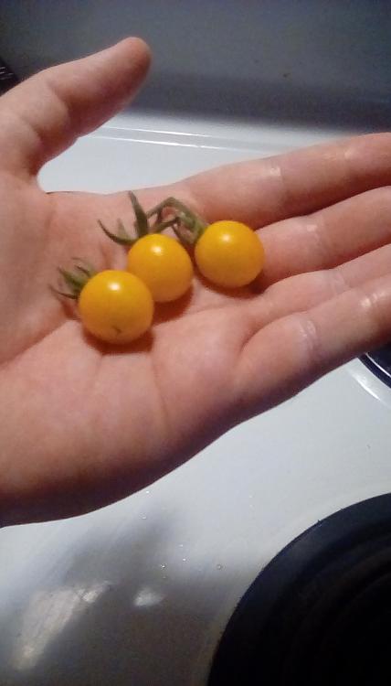 Solanum cheesmaniae Galapagos Island yellow cherry tomato fruits. First ripe tomatoes of the 2020 season. Picture taken on the evening of 9 July 2020.