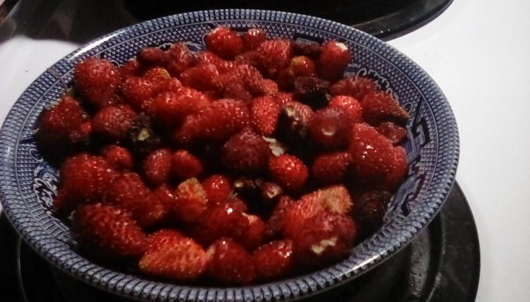 A small bowl of Alexandria alpine strawberries. Red fruit. Taken on 14 July 2020.