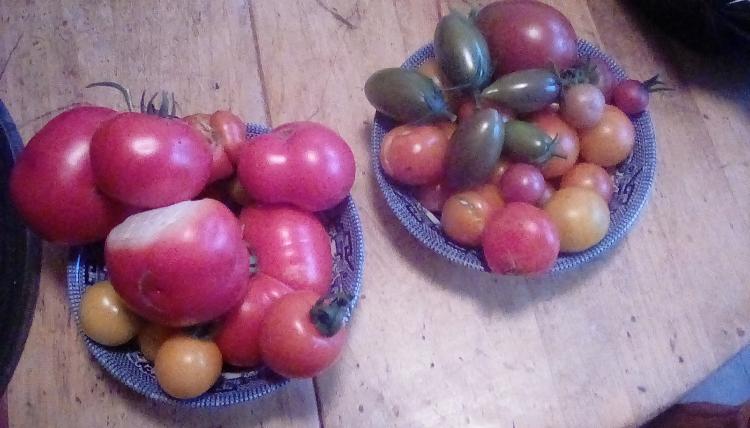 Tomato harvest, 23 July 2020.