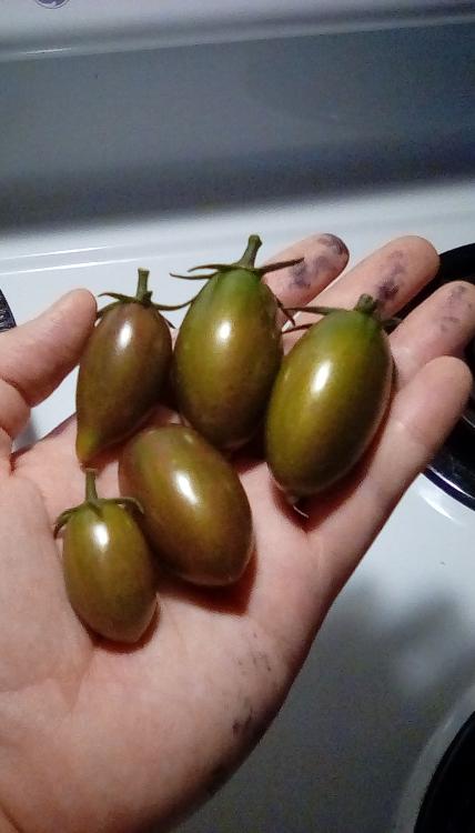 Eva tomato fruits in hand, 23 July 2020.