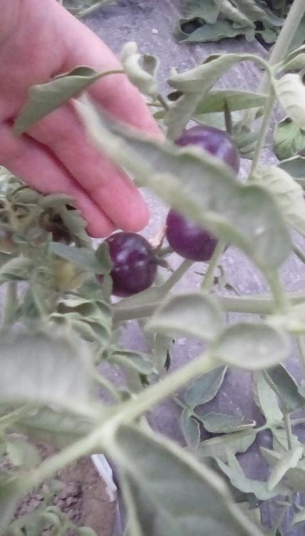 Fahrenheit Blues plant with unripe fruit, 2018, in SW Idaho.
