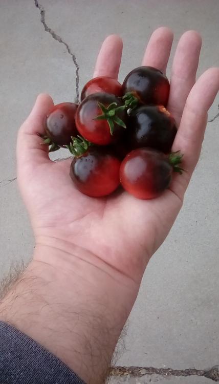 Fahrenheit Blues ripe tomatoes in hand, 2018.