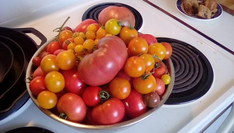 Stainless steel bowl of garden tomatoes on stove. Late July 2020.