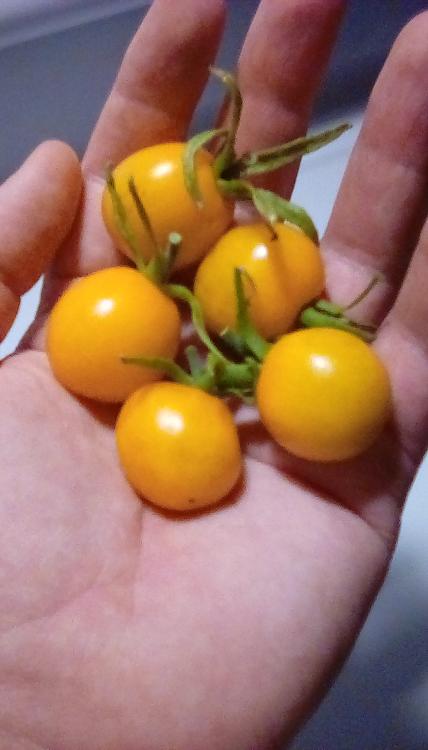 Egg Yolk tomato fruits in hand; yellow; August 2020.