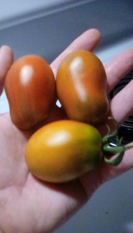 Cherokee Yellow Red Pear tomatoes in hand. August, 2020.
