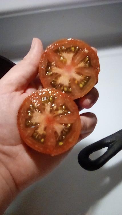 Cold Black Brandy F4 tomato, sliced in two. August 2020.