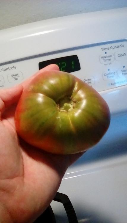 Taiga tomato fruit; 4 August 2020.