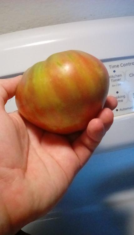 Taiga tomato fruit; 4 August 2020.