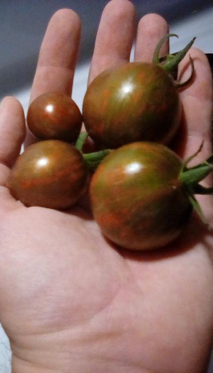 Ripe Cosmic Eclipse tomato fruits fruits in hand. August 2020.