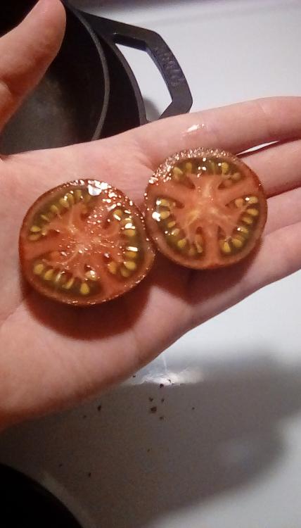 Ripe Cosmic Eclipse tomato fruit, sliced in two. 6 August 2020.