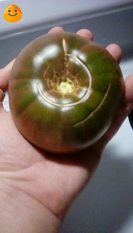 Pierce's Pride tomato fruit. August 2020.