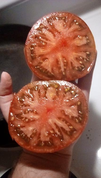 Pierce's Pride tomato fruit, cut open. August 2020.
