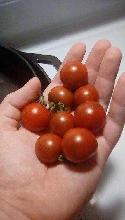 Garnet tomato fruits, in hand. 6 August 2020.