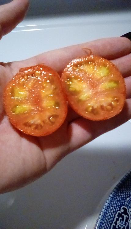 Trucker's Favorite tomato fruit, sliced in two. 7 August 2020.