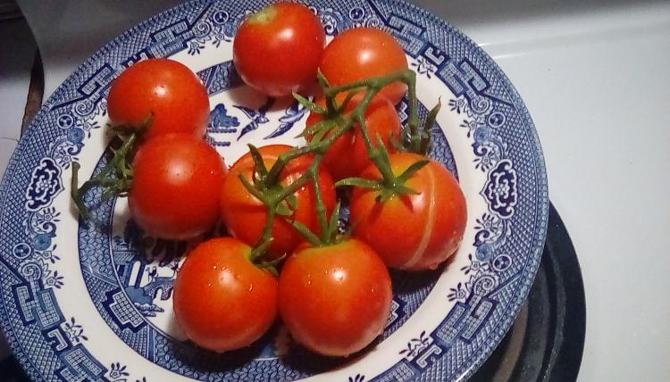 Moneymaker tomato fruits, whole. 25 August 2020.