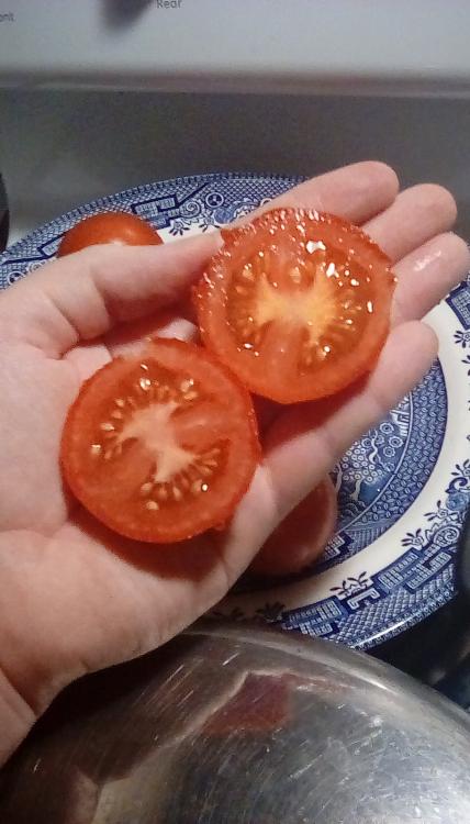 Moneymaker tomato fruit, sliced in two. 25 August 2020.