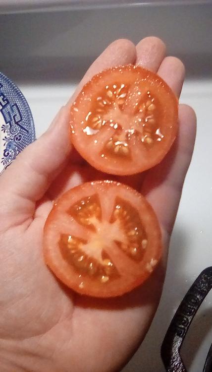 Moneymaker tomato fruit, sliced in two. 25 August 2020.